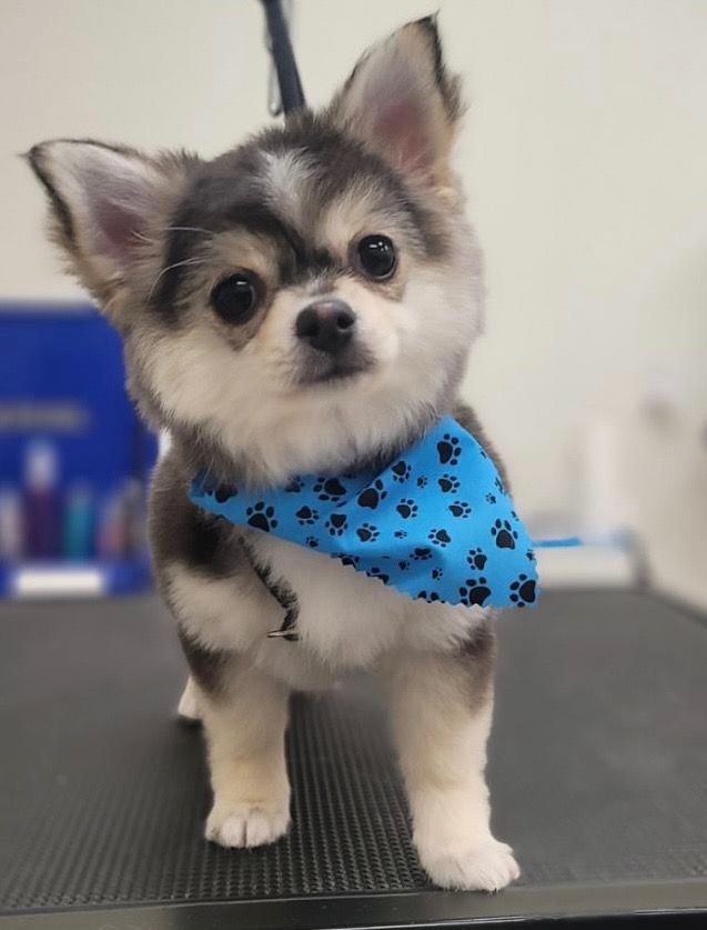 Taco the fantasy champion